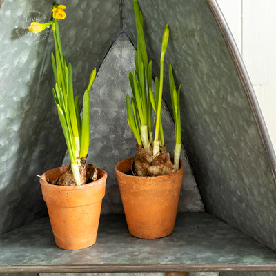 Versatile Galvanized Metal Boat Shelf & Planter