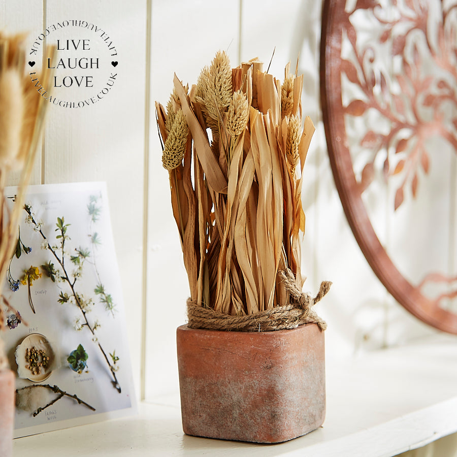 Rustic Dried Floral Arrangements Set of 3 in Terracotta Pots