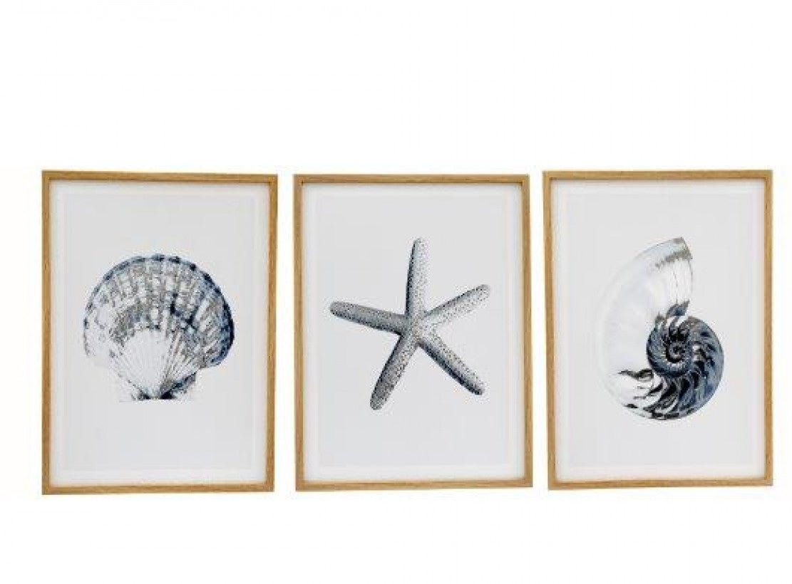 Coastal Framed Nautical Wall Art - Shell, Starfish & Nautilus Prints