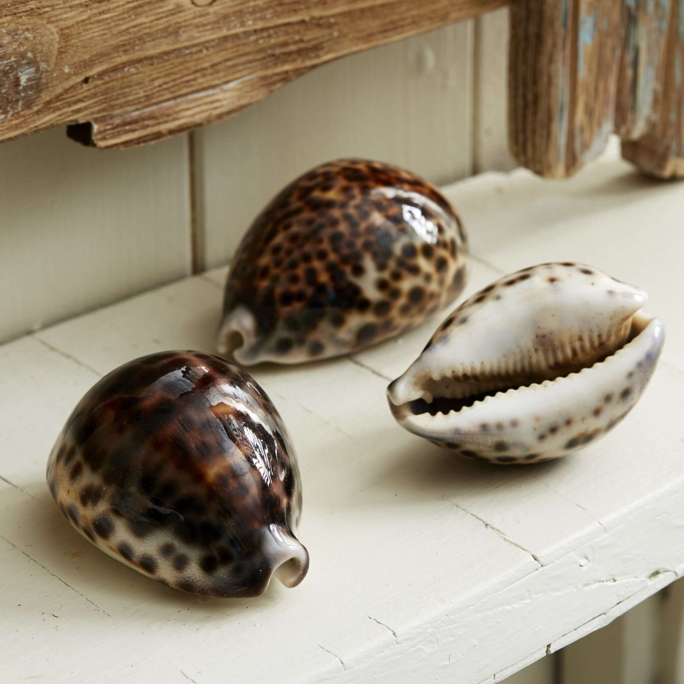 Cowrie Shells
